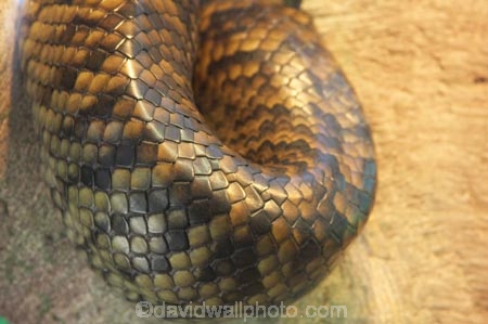 Animal;Animals;australia;australian;Dangerous;Nature;pattern;patterns;Predator;Predators;queensland;Reptile;Reptiles;scale;scales;Snake;Snakes;Wild;Wildlife;Zoology