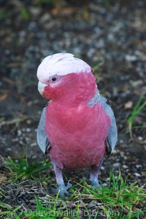 Animal;animals;Ara;australasia;australia;australian;Avian;Beak;bird;birds;Blue;Bright;Cacatua-roseicapilla;Close-up;Color;Colored;Colorful;Colors;Colour;Coloured;Colourful;Colours;Exotic;Fauna;Feather;Galah;galahs;gallah;gallahs;Natural;Nature;Oceania;Ornithology;Oz;Parrot;parrots;pink;Plumage;Portrait;victoria;Vivid;wild;Wildlife;Wing
