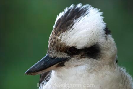 Animal;animals;australasian;australia;australian;Avian;beak;beaks;Bird;birds;Brown-Kingfisher;Close-up;cookaburra;cookaburras;Dacelo-gigas;Dacelo-novaeguineae;Fauna;Feather;Giant-Kingfisher;Habitat;kingfisher;kingfishers;kookaburra;kookaburras;Laughing-Jackass;Laughing-Jackasses;Laughing-Kingfisher;laughing-kookaburra;laughing-kookaburras;Natural;Nature;Oceania;Ornithology;Oz;Perch;Perching;Plumage;Portrait;wild;Wildlife;Wing