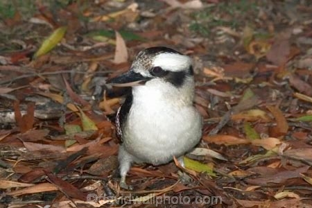 Animal;animals;australasian;australia;australian;Avian;Beak;Bird;birds;Brown-Kingfisher;Close-up;cookaburra;cookaburras;Dacelo-gigas;Dacelo-novaeguineae;Fauna;Feather;Giant-Kingfisher;Habitat;kingfisher;kingfishers;kookaburra;kookaburras;Laughing-Jackass;Laughing-Jackasses;Laughing-Kingfisher;laughing-kookaburra;laughing-kookaburras;Natural;Nature;Oceania;Ornithology;Oz;Perch;Perching;Plumage;Portrait;wild;Wildlife;Wing