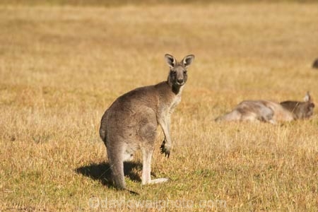 Animal;Animals;australasia;Australia;australian;eastern-gray-kangaroo;eastern-gray-kangaroos;eastern-grey-kangaroo;eastern-grey-kangaroos;grampian;grampian-national-park;grampians;grampians-national-park;gray-kangaroo;gray-kangaroos;Grey-Kangaroo;Grey-Kangaroos;halls-gap;head;heads;Kangaroo;Kangaroos;Macropodidae;Macropus-giganteus;Mammal;Mammals;Marsupial;Marsupials;marsupium;Nature;portrait;portraits;pouch;skippy;victoria;Wild;Wildlife;Zoology