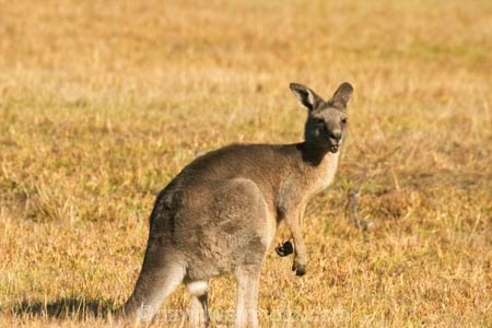 Animal;Animals;australasia;Australia;australian;eastern-gray-kangaroo;eastern-gray-kangaroos;eastern-grey-kangaroo;eastern-grey-kangaroos;grampian;grampian-national-park;grampians;grampians-national-park;gray-kangaroo;gray-kangaroos;Grey-Kangaroo;Grey-Kangaroos;halls-gap;head;heads;Kangaroo;Kangaroos;Macropodidae;Macropus-giganteus;Mammal;Mammals;Marsupial;Marsupials;marsupium;Nature;portrait;portraits;pouch;skippy;victoria;Wild;Wildlife;Zoology