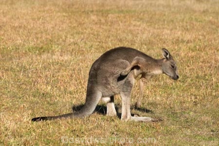 Animal;Animals;australasia;Australia;australian;eastern-gray-kangaroo;eastern-gray-kangaroos;eastern-grey-kangaroo;eastern-grey-kangaroos;grampian;grampian-national-park;grampians;grampians-national-park;gray-kangaroo;gray-kangaroos;Grey-Kangaroo;Grey-Kangaroos;halls-gap;head;heads;itch;itches;itching;Kangaroo;Kangaroos;Macropodidae;Macropus-giganteus;Mammal;Mammals;Marsupial;Marsupials;marsupium;Nature;portrait;portraits;pouch;scratch;scratches;scratching;skippy;victoria;Wild;Wildlife;Zoology