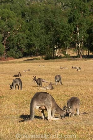 Animal;Animals;australasia;Australia;australian;eastern-gray-kangaroo;eastern-gray-kangaroos;eastern-grey-kangaroo;eastern-grey-kangaroos;father;grampian;grampian-national-park;grampians;grampians-national-park;gray-kangaroo;gray-kangaroos;Grey-Kangaroo;Grey-Kangaroos;halls-gap;head;heads;Kangaroo;Kangaroos;Macropodidae;Macropus-giganteus;male;Mammal;Mammals;Marsupial;Marsupials;marsupium;Nature;portrait;portraits;pouch;skippy;victoria;Wild;Wildlife;Zoology