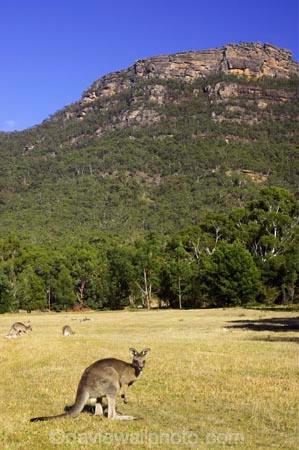 Animal;Animals;australasia;australia;australian;eastern-gray-kangaroo;eastern-gray-kangaroos;eastern-grey-kangaroo;eastern-grey-kangaroos;father;grampian;grampian-national-park;grampians;grampians-national-park;gray-kangaroo;gray-kangaroos;Grey-Kangaroo;Grey-Kangaroos;halls-gap;head;heads;Kangaroo;Kangaroos;Macropodidae;Macropus-giganteus;male;Mammal;Mammals;Marsupial;Marsupials;marsupium;Nature;portrait;portraits;pouch;skippy;victoria;Wild;Wildlife;Zoology