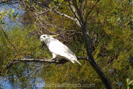 animal;animals;australasian;Australia;australian;beak;bird;birds;cockatoo;cockatoos;crested;endemic;feather;feathers;Grampians-National-Park;Halls-Gap;indigenous;native;sulfer;sulfur;sulfur-crested-cockatoo;sydney;Victoria;wildlife