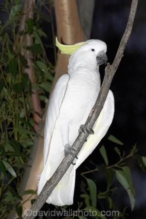 animal;animals;australasian;Australia;australian;beak;bird;birds;cockatoo;cockatoos;crested;endemic;feather;feathers;Grampians-National-Park;Halls-Gap;indigenous;native;sulfer;sulfur;sulfur-crested-cockatoo;sydney;Victoria;wildlife