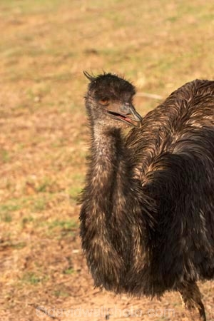 Animal;animals;australasian;australia;australian;Avian;Beak;Bird;birds;Close-up;currumbin;Dromaius-novaehollandiae;Emu;emus;Fauna;Feather;Habitat;Natural;Nature;Oceania;Ornithology;Oz;Plumage;Portrait;Victoria;wild;Wildlife;Wing