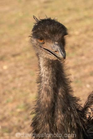 Animal;animals;australasian;australia;australian;Avian;Beak;Bird;birds;Close-up;currumbin;Dromaius-novaehollandiae;Emu;emus;Fauna;Feather;Habitat;Natural;Nature;Oceania;Ornithology;Oz;Plumage;Portrait;Victoria;wild;Wildlife;Wing