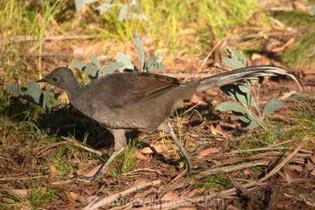 Animal;animals;australasia;australia;australian;Avian;Beak;bird;birds;Close-up;Fauna;Feather;lyretail;lyretails;Menura-novaehollandiae;mount-buffalo-national-park;mt-buffalo-national-park;mt.-buffalo-national-park;native-pheasant;native-pheasants;Natural;Nature;Oceania;Ornithology;Oz;Plumage;Portrait;victoria;wild;Wildlife;Wing