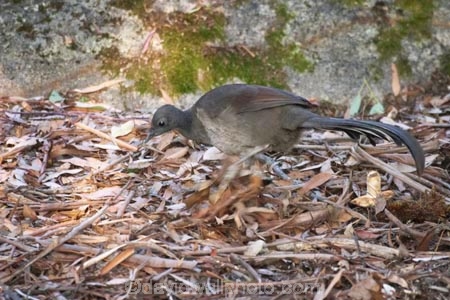 Animal;animals;australasia;australia;australian;Avian;Beak;bird;birds;Close-up;Fauna;Feather;lyretail;lyretails;Menura-novaehollandiae;mount-buffalo-national-park;mt-buffalo-national-park;mt.-buffalo-national-park;native-pheasant;native-pheasants;Natural;Nature;Oceania;Ornithology;Oz;Plumage;Portrait;victoria;wild;Wildlife;Wing