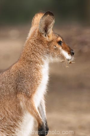 Animal;Animals;australasia;Australia;australian;Macropus-rufogriseus;Mammal;Mammals;marsupial;Marsupials;Nature;portrait;portraits;Red-necked-Wallabies;Red-necked-Wallaby;Red_necked-Wallabies;Red_necked-Wallaby;skippy;victoria;Wild;Wildlife;Zoology