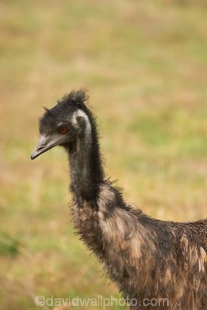 Animal;animals;australasian;australia;australian;Avian;Beak;Bird;birds;Close-up;Dromaius-novaehollandiae;Emu;emus;Fauna;Feather;Habitat;Melbourne;Natural;Nature;Oceania;Ornithology;Oz;park;parks;Perch;Perching;Plumage;Victoria;werribee;Werribee-Open-Range-Zoo;wild;Wildlife;Wing;zoo;zoos
