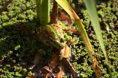 amphibian;amphibians;australasia;Australia;australian;Frog;frogs;Melbourne;pond;ponds;swamp;swamps;Victoria;Werribee-Open-Range-Zoo;wildlife