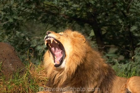 africa;african;animal;animals;australasian;Australia;australian;bite;canines;carnivore;carnivores;cat;cats;dominant;feline;felines;game-park;game-parks;game-viewing;grasslands;hunger;hungry;laziness;lazy;lions;male;mammal;mammals;mane;manes;Melbourne;melbourne-zoo;mouth;mouths;Panthera-leo;park;parks;plain;plains;predator;predators;pride-leader;roar;roaring;safari;safaris;savana;savanah;savanna;savannah;shout;shouting;shouts;sleepiness;sleepy;teeth;tired;tongue;tongues;Victoria;wild;wildlife;yawn;yawning;yell;yelling;yells;zoo;zoology;zoos