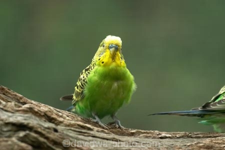 australasia;Australia;australian;avian;bird;birds;Budgerigar;budgerigars;budgie;budgies;green;melbourne;Melopsittacus-undulatus;parrot;parrots;victoria