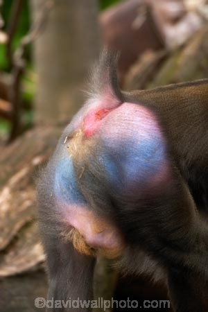 africa;african;animal;animals;australasian;Australia;australian;baboons;blue;dangerous;game-park;game-parks;game-viewing;mammal;mammals;mandrill;mandrills;Melbourne;melbourne-zoo;papio-sphinx;park;parks;pink;primate;primates;red;safari;safaris;Victoria;wild;wildlife;zoo;zoos