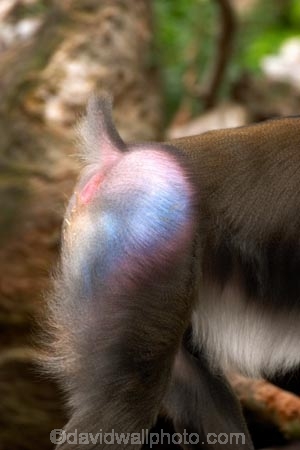 africa;african;animal;animals;australasian;Australia;australian;baboons;blue;dangerous;game-park;game-parks;game-viewing;mammal;mammals;mandrill;mandrills;Melbourne;melbourne-zoo;papio-sphinx;park;parks;pink;primate;primates;red;safari;safaris;Victoria;wild;wildlife;zoo;zoos