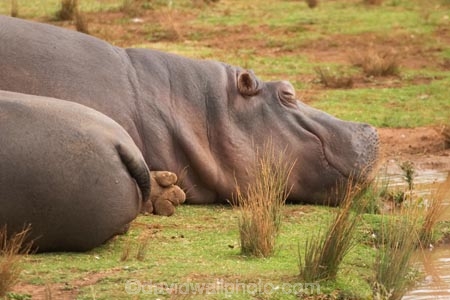 africa;african;animal;animals;australasian;Australia;australian;danger;dangerous;hippo;hippopotamus-amphibius;hippopotamuss;hippos;mammal;mammals;Melbourne;pachyderm;pachyderms;park;parks;sleepy;Victoria;werribee;Werribee-Open-Range-Zoo;wild;wildlife;zoo;zoos