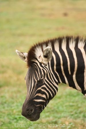 africa;african;animal;animals;australasian;Australia;australian;black;black-and-white;equine;Equus-burchelli;game-park;game-parks;game-viewing;genus-equus;grasslands;graze;grazing;mammal;Melbourne;mmmals;park;parks;pattern;patterns;plain;plains;safari;safaris;savana;savanah;savanna;savannah;stripe;striped;stripes;stripped;Victoria;werribee;Werribee-Open-Range-Zoo;white;wild;wildlife;zebra;zebras;zoo;zoology;zoos