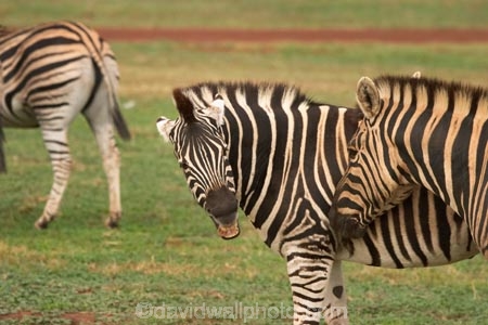 africa;african;animal;animals;australasian;Australia;australian;black;black-and-white;bray;braying;equine;Equus-burchelli;game-park;game-parks;game-viewing;genus-equus;grasslands;mammal;Melbourne;mmmals;park;parks;pattern;patterns;plain;plains;safari;safaris;savana;savanah;savanna;savannah;stripe;striped;stripes;stripped;Victoria;werribee;Werribee-Open-Range-Zoo;white;wild;wildlife;zebra;zebras;zoo;zoology;zoos