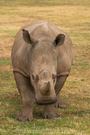 africa;african;animal;animals;australasian;Australia;australian;Ceratotherium-simumsimum;endangered;game-park;game-parks;game-viewing;horn;horns;mammal;mammals;Melbourne;pachyderm;pachyderms;park;parks;poaching;rhino;rhinoceros;rhinoceroses;rhinos;safari;safaris;southern-white-rhinoceros;square-lipped-rhinoceros;square_lipped-rhinoceros;threatened;Victoria;werribee;Werribee-Open-Range-Zoo;white-rhinoceros;wild;wildlife;zoo;zoology;zoos