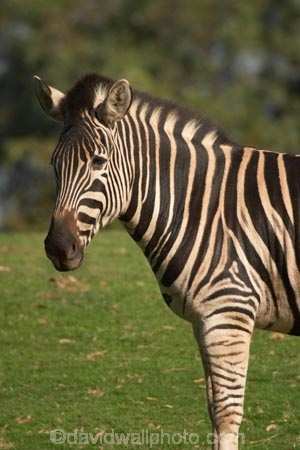 africa;african;animal;animals;australasian;Australia;australian;black;black-and-white;equine;Equus-burchelli;game-park;game-parks;game-viewing;genus-equus;grasslands;mammal;Melbourne;mmmals;park;parks;pattern;patterns;plain;plains;safari;safaris;savana;savanah;savanna;savannah;stripe;striped;stripes;stripped;Victoria;werribee;Werribee-Open-Range-Zoo;white;wild;wildlife;zebra;zebras;zoo;zoology;zoos