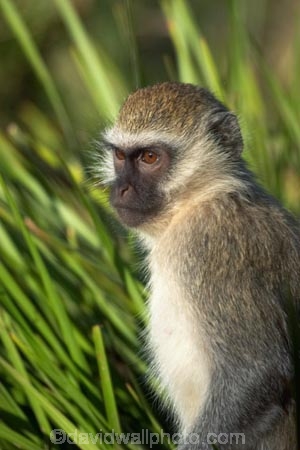 africa;african;animal;animals;australasian;Australia;australian;Cercopithecus-aethiops;cute;game-park;game-parks;game-viewing;green-monkey;mamal;mamals;mammal;mammals;Melbourne;monkey;monkeys;park;parks;safari;safaris;Victoria;werribee;Werribee-Open-Range-Zoo;wild;wildlife;zoo;zoos
