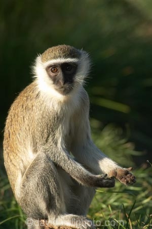 africa;african;animal;animals;australasian;Australia;australian;Cercopithecus-aethiops;cute;game-park;game-parks;game-viewing;green-monkey;mamal;mamals;mammal;mammals;Melbourne;monkey;monkeys;park;parks;safari;safaris;Victoria;werribee;Werribee-Open-Range-Zoo;wild;wildlife;zoo;zoos
