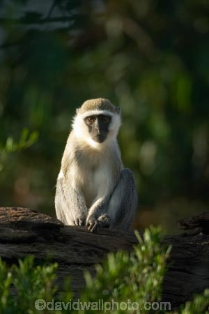 africa;african;animal;animals;australasian;Australia;australian;Cercopithecus-aethiops;cute;game-park;game-parks;game-viewing;green-monkey;mamal;mamals;mammal;mammals;Melbourne;monkey;monkeys;park;parks;safari;safaris;Victoria;werribee;Werribee-Open-Range-Zoo;wild;wildlife;zoo;zoos