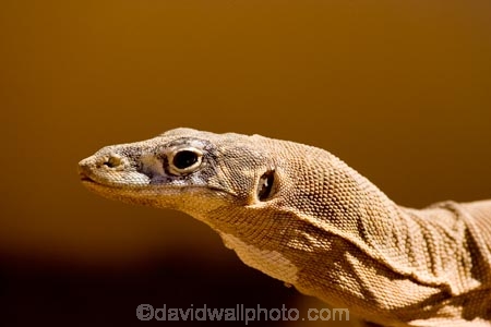 Alice-Springs;animal;animals;Australasia;Australia;Australian;Australian-Outback;Central-Australia;Goanna;Goanna-Varanus-sp;Goannas;lizard;lizards;Monitor-Lizard;Monitor-Lizards;N.T.;Northern-Territory;NT;Outback;reptile;reptiles;Spencers-Goanna