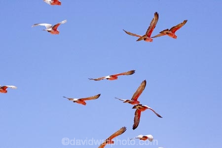 Animal;animals;australasia;australia;australian;Australian-Desert;Australian-Deserts;Australian-Outback;Avian;back-country;backcountry;backwoods;Beak;bird;bird-watching;bird_watching;birds;Blue;Bright;Cacatua-roseicapilla;Close-up;Color;Colored;Colorful;Colors;Colour;Coloured;Colourful;Colours;country;countryside;desert;Deserts;Exotic;Fauna;Feather;flight;fly;flying;Galah;galahs;gallah;gallahs;geographic;geography;Natural;Nature;Oceania;Ornithology;Outback;Oz;Parrot;parrots;pink;Plumage;red-centre;remote;remoteness;rural;S.A.;SA;South-Australia;victoria;Vivid;wild;wilderness;Wildlife;Wing
