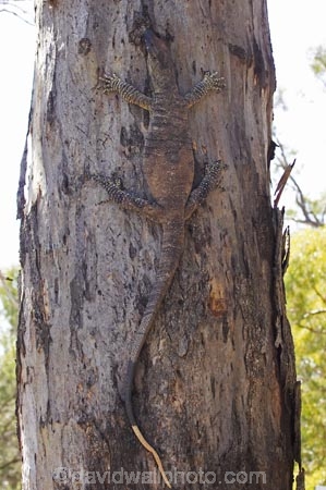 animal;animals;Australasia;Australia;Australian;Australian-Desert;Australian-Deserts;Australian-Outback;camouflage;climb;climbing;Darling-River;Goanna;Goanna-Varanus-sp,-Kinchega-National-Park,-Outback,-New-South-;Goannas;Kinchega-N.P.;Kinchega-National-Park;Kinchega-NP;lizard;lizards;Monitor-Lizard;Monitor-Lizards;N.S.W.;national-aprkl;national-parks;New-South-Wales;NSW;Outback;reptile;reptiles;tree;trees;wildlife