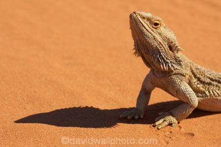animal;animals;arid;Australasia;Australia;Australian;Australian-Desert;Australian-Deserts;Australian-Outback;back-country;backcountry;backwoods;Bearded-Dragon;Bearded-Dragons;claws;country;countryside;desert;deserts;dry;geographic;geography;lizard;lizards;N.S.W.;New-South-Wales;NSW;outback;Pogona-vitticeps;red-centre;remote;remoteness;reptile;reptiles;reptilian;rural;sand;scales;scaley;wilderness;wildlife