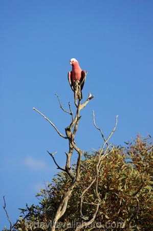 Animal;animals;Ara;arid;Australasia;australia;australian;Australian-Desert;Australian-Deserts;Australian-Outback;avian;Beak;bird;bird-watching;bird_watching;birds;Blue;Bright;Cacatua-roseicapilla;Close-up;Color;Colored;Colorful;Colors;Colour;Coloured;Colourful;Colours;Exotic;Fauna;Feather;Galah;galahs;gallah;gallahs;Mungo-N.P.;Mungo-National-Park;Mungo-NP;Mungo-World-Heritage-Area;Mungo-World-Heritage-Site;N.S.W.;Natural;Nature;New-South-Wales;NSW;Oceania;Ornithology;outback;Oz;Parrot;parrots;pink;Plumage;Portrait;red-centre;remote;remoteness;rural;victoria;Vivid;wild;wilderness;wildlife;Willandra-Lakes-World-Heritage-Area;Willandra-Lakes-World-Heritage-Site;Wing;World-Heritage-Areas;World-Heritage-Sites