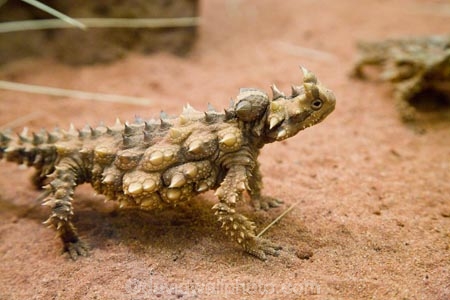 Alice-Springs;arid;Australasia;Australia;Australian;Australian-Desert;Australian-Deserts;Australian-Outback;back-country;backcountry;Central-Australia;desert;Deserts;lizard;lizards;Moloch;Moloch-horridus;N.T.;Northern-Territory;NT;Outback;red-centre;reptile;reptiles;Thorny-Devil;Thorny-Devils;Thorny-Dragon;Thorny-Dragons;Thorny-Lizard;Thorny-Lizards
