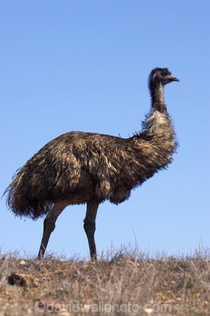 Animal;animals;australasian;australia;Australian;Avian;Beak;bird;bird-watching;bird_watching;birds;Dromaius-novaehollandiae;Emu;emus;Fauna;Feather;feathers;Flinders-Ranges;Flinders-Ranges-N.P.;Flinders-Ranges-National-Park;Flinders-Ranges-NP;Habitat;national-park;national-parks;Natural;Nature;Ornithology;Oz;park;parks;Plumage;S.A.;SA;South-Australia;wild;wildlife