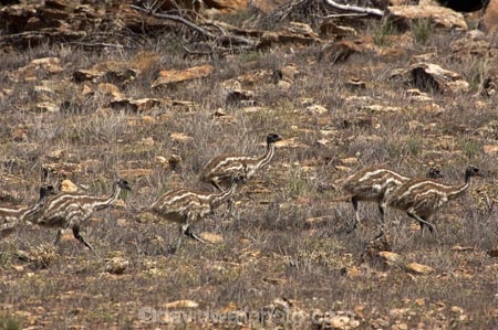 Animal;animals;australasian;australia;Australian;Avian;babies;baby;Beak;Bird;bird-watching;bird_watching;birds;camouflage;Dromaius-novaehollandiae;Emu;emus;Fauna;Feather;feathers;Flinders-Ranges;Flinders-Ranges-N.P.;Flinders-Ranges-National-Park;Flinders-Ranges-NP;Habitat;national-park;national-parks;Natural;Nature;Ornithology;Oz;park;parks;Plumage;S.A.;SA;South-Australia;wild;Wildlife