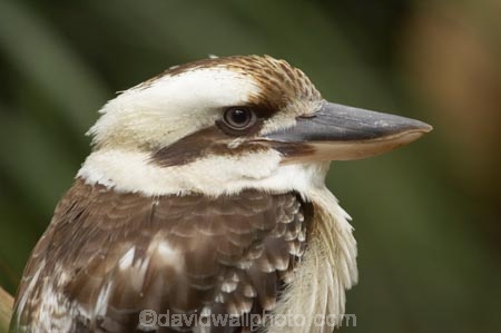 Animal;animals;Australasian;Australia;Australian;Avian;beak;beaks;bill;bills;bird;bird-watching;bird_watching;birds;Breakfast-with-the-Birds;Coraciiformes;Dacelo-novaeguineae;eco-tourism;eco_tourism;ecotourism;Fauna;Halcyonidae;Laughing-Kookaburra;Laughing-Kookaburras;Natural;Nature;North-Queensland;Ornithology;Port-Douglas;Qld;Queensland;The-Rainforest-Habitat-Wildlife-Sanctuary;wild;Wildlife