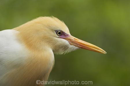 Animal;animals;Ardea-ibis;Ardeidae;Australasian;Australia;Australian;Avian;Beak;bird;bird-watching;bird_watching;birds;Breakfast-with-the-Birds;Cattle-Egret;Ciconiiformes;eco-tourism;eco_tourism;ecotourism;egrets;Fauna;Natural;Nature;North-Queensland;Ornithology;Port-Douglas;Qld;Queensland;The-Rainforest-Habitat-Wildlife-Sanctuary;wild;Wildlife