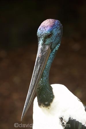 Animal;animals;Australasian;Australia;Australian;Avian;Beak;beaks;bill;bills;bird;bird-watching;bird_watching;birds;Black_necked-Stork;Black_necked-Storks;Breakfast-with-the-Birds;eco-tourism;eco_tourism;ecotourism;Ephippiorhynchus-asiaticus;Fauna;Natural;Nature;North-Queensland;Ornithology;Port-Douglas;Qld;Queensland;The-Rainforest-Habitat-Wildlife-Sanctuary;wild;Wildlife