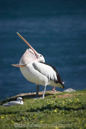 Animal;Animals;Aquatic-bird;Aquatic-birds;Australasian;Australia;Australian;Australian-Pelican;Australian-Pelicans;avian;beak;Belmont;bill;bird;bird-watching;bird_watching;birds;Blacksmiths;eco-tourism;eco_tourism;ecotourism;Fauna;Feather;Marine-bird;Marine-birds;N.S.W.;Natural;Nature;New-South-Wales;NSW;Oceania;open-bill;Ornithology;Pelecanus-conspicillatus;Pelican;Pelicans;Swansea;Swansea-Channel;water;wild;Wildlife;Zoology