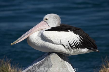 Animal;Animals;Aquatic-bird;Aquatic-birds;Australasian;Australia;Australian;Australian-Pelican;Australian-Pelicans;avian;beak;Belmont;bill;bird;bird-watching;bird_watching;birds;Blacksmiths;eco-tourism;eco_tourism;ecotourism;Fauna;Feather;Marine-bird;Marine-birds;N.S.W.;Natural;Nature;New-South-Wales;NSW;Oceania;Ornithology;Pelecanus-conspicillatus;Pelican;Pelicans;Swansea;Swansea-Channel;water;wild;Wildlife;Zoology