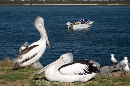 Animal;Animals;Aquatic-bird;Aquatic-birds;Australasian;Australia;Australian;Australian-Pelican;Australian-Pelicans;avian;beak;Belmont;bill;bird;bird-watching;bird_watching;birds;Blacksmiths;eco-tourism;eco_tourism;ecotourism;Fauna;Feather;Marine-bird;Marine-birds;N.S.W.;Natural;Nature;New-South-Wales;NSW;Oceania;Ornithology;Pelecanus-conspicillatus;Pelican;Pelicans;Swansea;Swansea-Channel;water;wild;Wildlife;Zoology