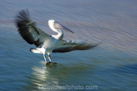 Animal;Animals;Aquatic-bird;Aquatic-birds;Australasian;Australia;Australian;Australian-Pelican;Australian-Pelicans;avian;beak;bill;bird;bird-watching;bird_watching;birds;eco-tourism;eco_tourism;ecotourism;Fauna;Feather;flight;fly;flying;Marine-bird;Marine-birds;N.S.W.;Natural;Nature;New-South-Wales;NSW;Oceania;Ornithology;Pelecanus-conspicillatus;Pelican;Pelicans;The-Entrance;water;wild;Wildlife;Zoology