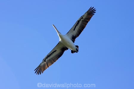 Animal;Animals;Aquatic-bird;Aquatic-birds;Australasian;Australia;Australian;Australian-Pelican;Australian-Pelicans;avian;beak;bill;bird;bird-watching;bird_watching;birds;eco-tourism;eco_tourism;ecotourism;Fauna;Feather;flight;fly;flying;Marine-bird;Marine-birds;N.S.W.;Natural;Nature;New-South-Wales;NSW;Oceania;Ornithology;Pelecanus-conspicillatus;Pelican;Pelicans;The-Entrance;water;wild;Wildlife;Zoology