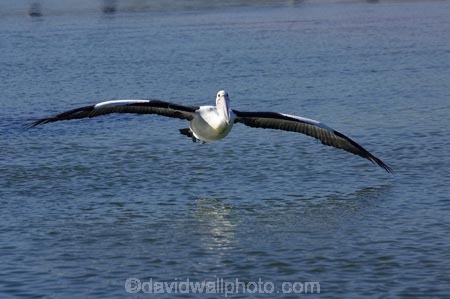 Animal;Animals;Aquatic-bird;Aquatic-birds;Australasian;Australia;Australian;Australian-Pelican;Australian-Pelicans;avian;beak;bill;bird;bird-watching;bird_watching;birds;eco-tourism;eco_tourism;ecotourism;Fauna;Feather;flight;fly;flying;Marine-bird;Marine-birds;N.S.W.;Natural;Nature;New-South-Wales;NSW;Oceania;Ornithology;Pelecanus-conspicillatus;Pelican;Pelicans;The-Entrance;water;wild;Wildlife;Zoology