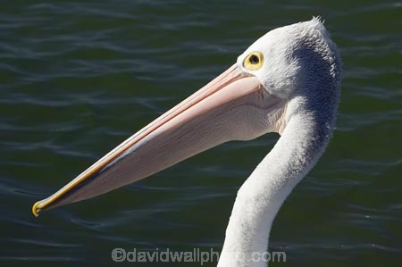 Animal;Animals;Aquatic-bird;Aquatic-birds;Australasian;Australia;Australian;Australian-Pelican;Australian-Pelicans;avian;beak;bill;bird;bird-watching;bird_watching;birds;eco-tourism;eco_tourism;ecotourism;Fauna;Feather;Marine-bird;Marine-birds;N.S.W.;Natural;Nature;New-South-Wales;NSW;Oceania;Ornithology;Pelecanus-conspicillatus;Pelican;Pelicans;The-Entrance;water;wild;Wildlife;Zoology