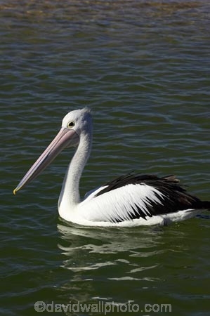 Animal;Animals;Aquatic-bird;Aquatic-birds;Australasian;Australia;Australian;Australian-Pelican;Australian-Pelicans;avian;beak;bill;bird;bird-watching;bird_watching;birds;eco-tourism;eco_tourism;ecotourism;Fauna;Feather;Marine-bird;Marine-birds;N.S.W.;Natural;Nature;New-South-Wales;NSW;Oceania;Ornithology;Pelecanus-conspicillatus;Pelican;Pelicans;The-Entrance;water;wild;Wildlife;Zoology
