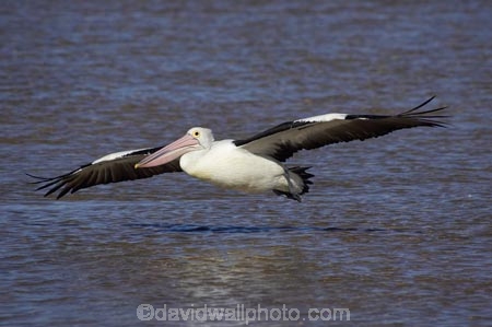 Animal;Animals;Aquatic-bird;Aquatic-birds;Australasian;Australia;Australian;Australian-Pelican;Australian-Pelicans;avian;beak;bill;bird;bird-watching;bird_watching;birds;eco-tourism;eco_tourism;ecotourism;Fauna;Feather;flight;fly;flying;Marine-bird;Marine-birds;N.S.W.;Natural;Nature;New-South-Wales;NSW;Oceania;Ornithology;Pelecanus-conspicillatus;Pelican;Pelicans;The-Entrance;water;wild;Wildlife;Zoology